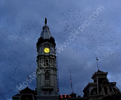 Swallows at City Hall